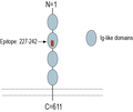 Anti-IGSF8 (extracellular) Antibody