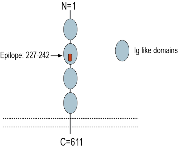 Anti-IGSF8 (extracellular) Antibody