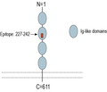 IGSF8 (extracellular) Blocking Peptide