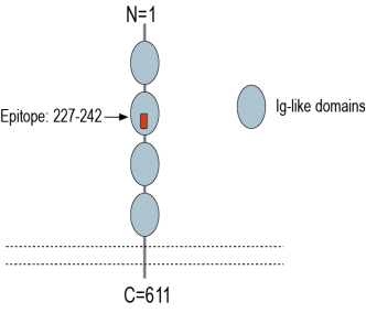 IGSF8 (extracellular) Blocking Peptide