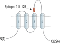 Anti-CD9 (extracellular) Antibody