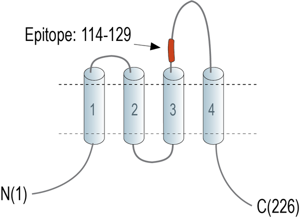 Anti-CD9 (extracellular) Antibody