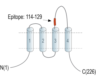 CD9 (extracellular) Blocking Peptide