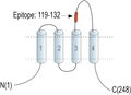 Anti-Tetraspanin 18 (extracellular) Antibody