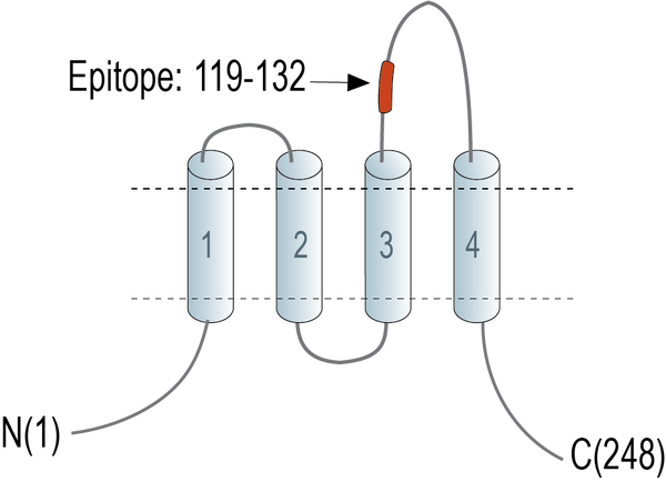 Anti-Tetraspanin 18 (extracellular) Antibody