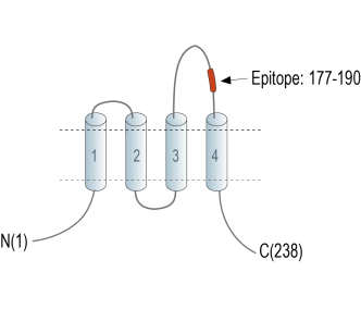 Tetraspanin 18 (extracellular) Blocking Peptide