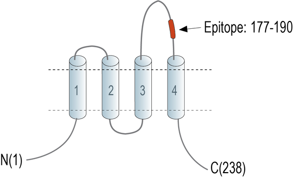 Anti-CD63 (extracellular) Antibody