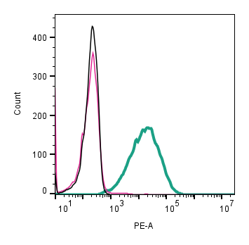 Anti-CD81 (extracellular)-PE Antibody