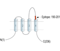 CD81 (extracellular) Blocking Peptide