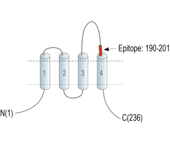 CD81 (extracellular) Blocking Peptide