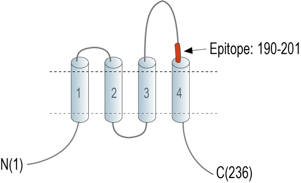 Anti-CD81 (extracellular) Antibody