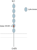 Anti-PTGFRN (extracellular) Antibody