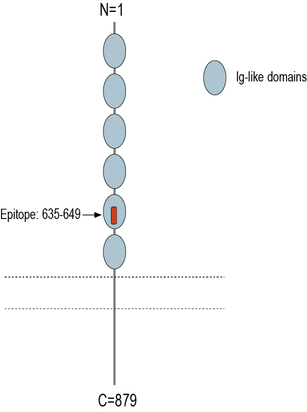 Anti-PTGFRN (extracellular) Antibody