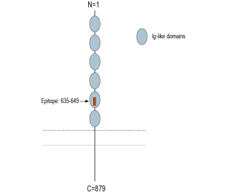 PTGFRN (extracellular) Blocking Peptide