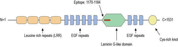 Anti-SLIT1 Antibody