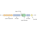 SLIT1 Blocking Peptide