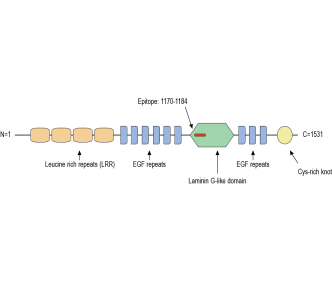 SLIT1 Blocking Peptide