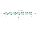 Progranulin Blocking Peptide