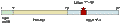 Anti-Neurotrophin 3 (NT-3) Antibody