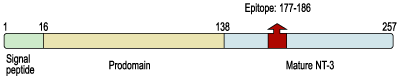Anti-Neurotrophin 3 (NT-3) Antibody