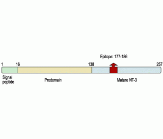 Neurotrophin 3/NT-3 Blocking Peptide
