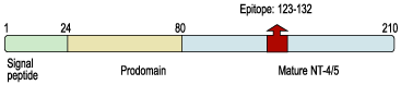 Anti-Neurotrophin 4 (NT-4) Antibody