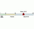Neurotrophin 4/NT-4 Blocking Peptide