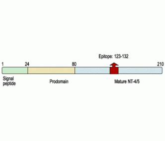 Neurotrophin 4/NT-4 Blocking Peptide