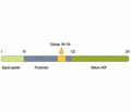 proNGF Blocking Peptide