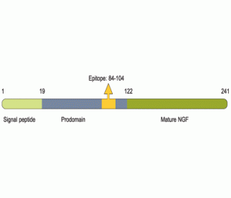 proNGF Blocking Peptide