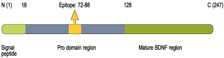 Anti-proBDNF-ATTO Fluor-488 Antibody