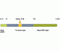 proBDNF Blocking Peptide