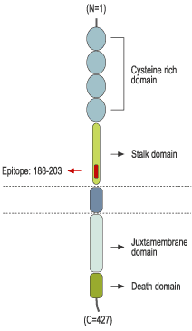 Anti-p75 NGF Receptor (extracellular) Antibody