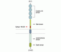 p75 NGF Receptor (extracellular) Blocking Peptide