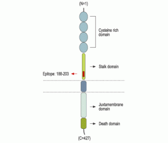p75 NGF Receptor (extracellular) Blocking Peptide