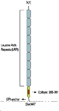 Anti-Nogo Receptor (extracellular) Antibody