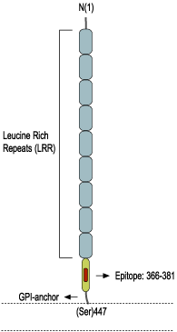 Anti-Nogo Receptor (extracellular) Antibody