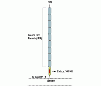Nogo Receptor (extracellular) Blocking Peptide