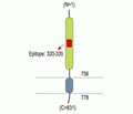 Sortilin (extracellular) Blocking Peptide