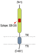 Anti-Sortilin (extracellular) Antibody