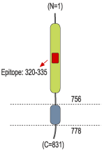 Anti-Sortilin (extracellular) Antibody