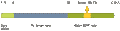 Guinea pig Anti-BDNF Antibody