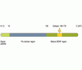 BDNF Blocking Peptide