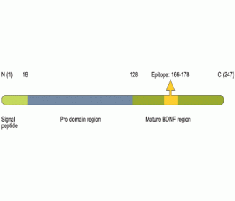 BDNF Blocking Peptide