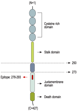 Anti-p75 NGF Receptor (intracellular) Antibody