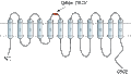 Anti-xCT/SLC7A11 (extracellular) Antibody