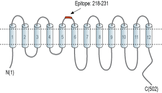 Anti-xCT/SLC7A11 (extracellular) Antibody