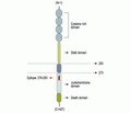 p75 NGF Receptor Blocking Peptide