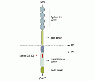 xCT/SLC7A11 (extracellular) Blocking Peptide