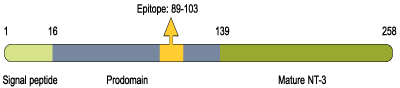 Anti-proNT-3 Antibody